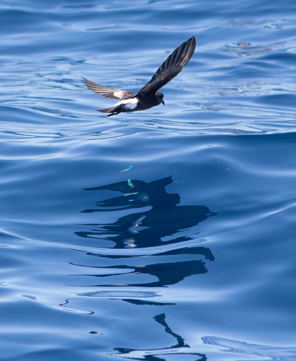 Океанник Вільсона - ML646505961