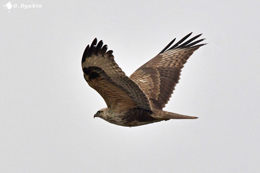 Канюк східний - ML646505962