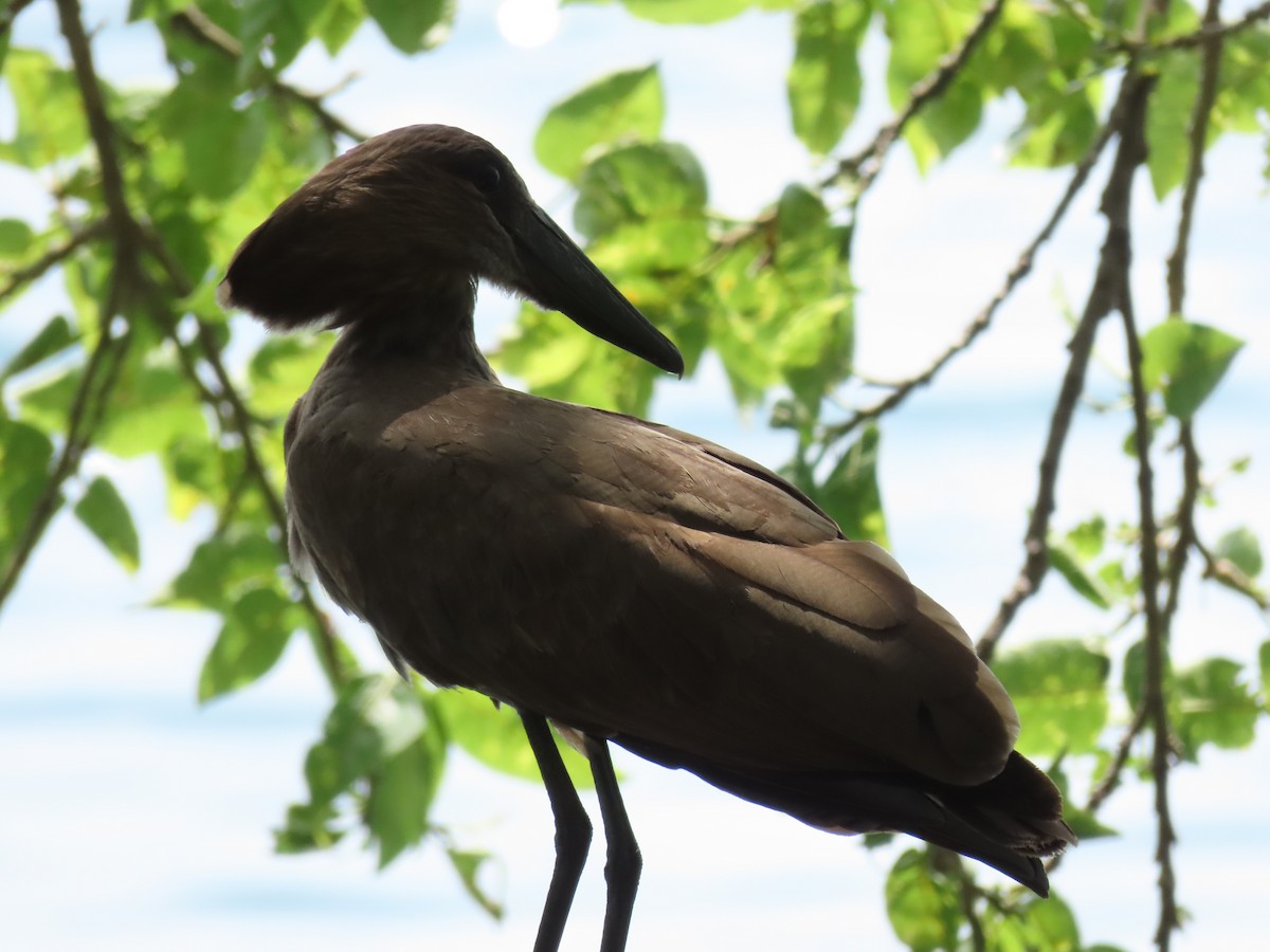 Молотоголов - ML646505963