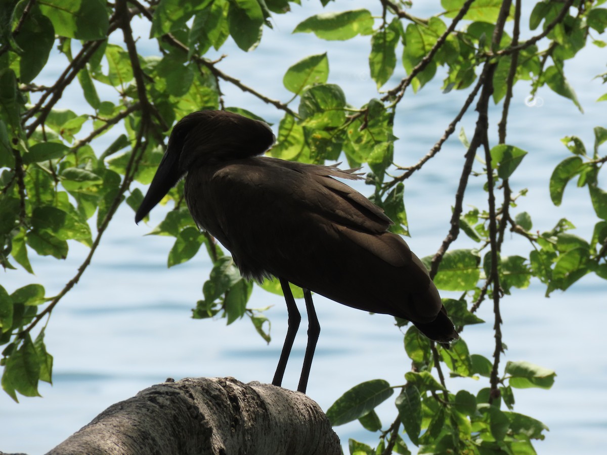 Молотоголов - ML646505964