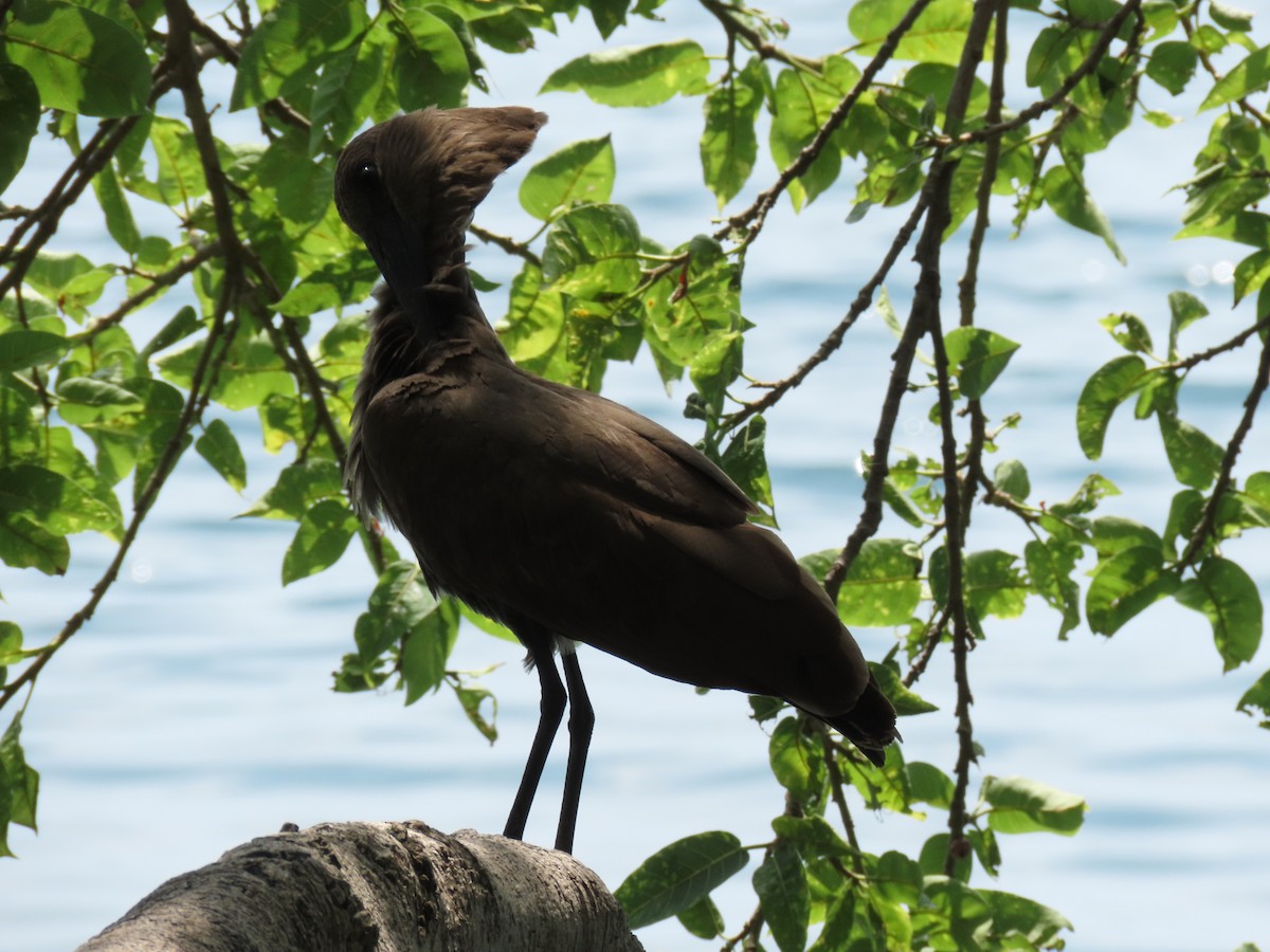 Молотоголов - ML646505965