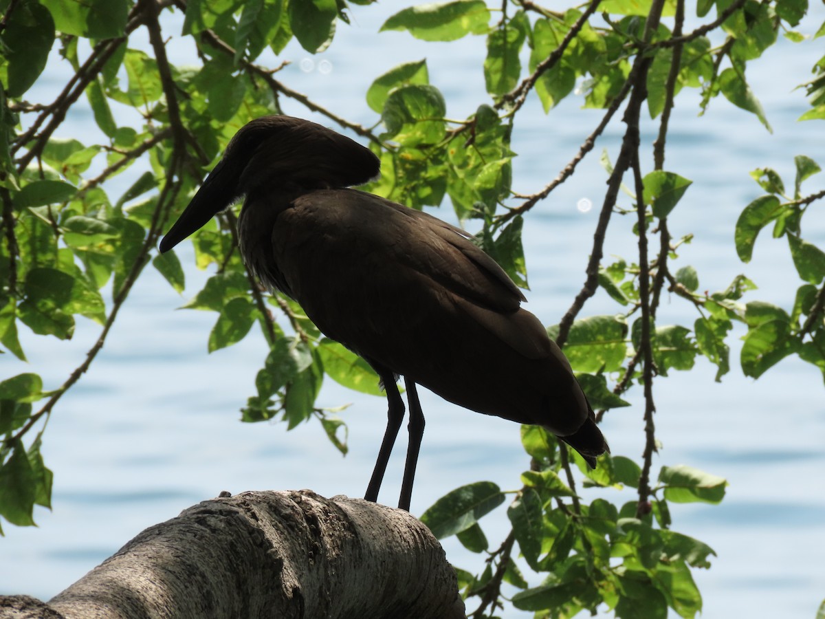 Молотоголов - ML646505966