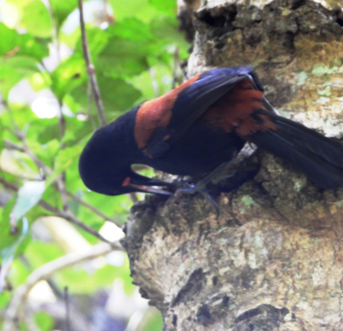 Тіко південний - ML646505967