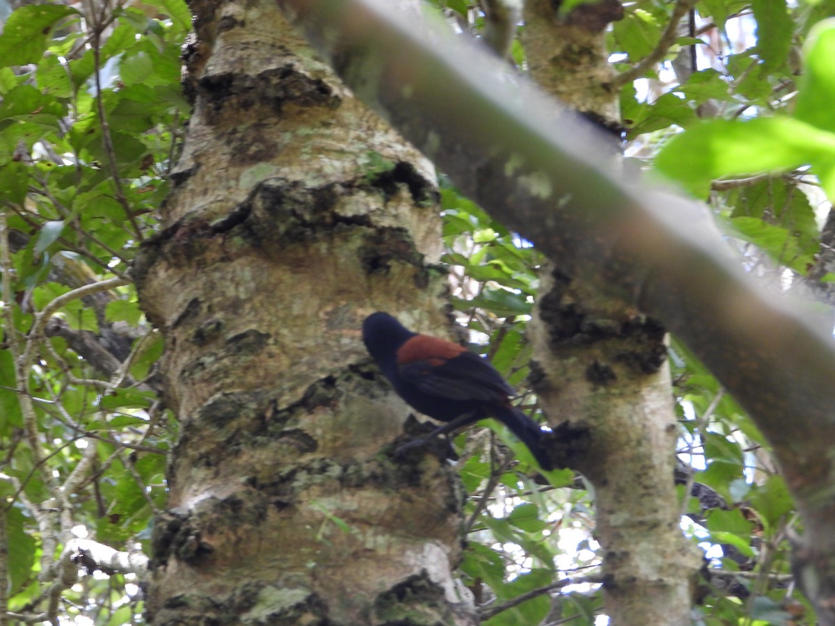 Тіко південний - ML646505968