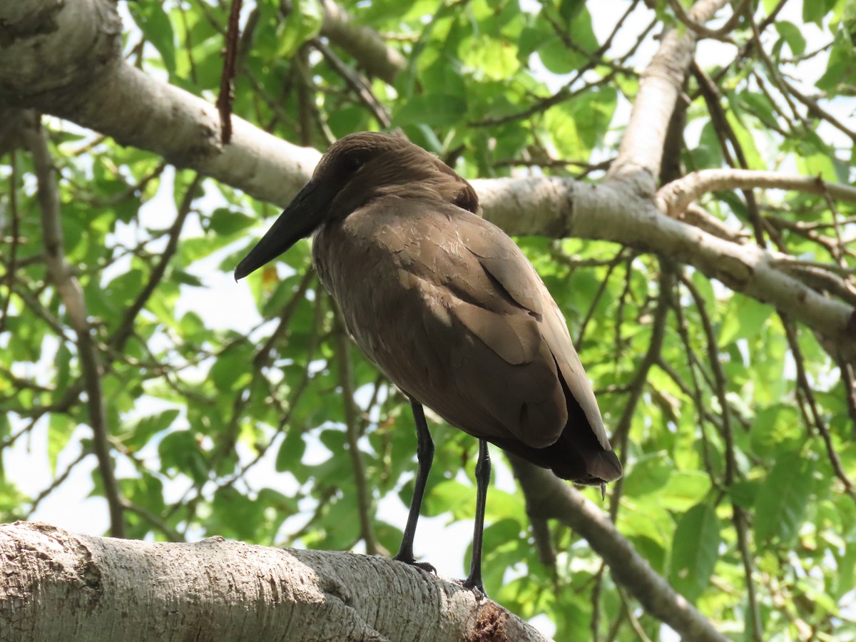 Молотоголов - ML646505969