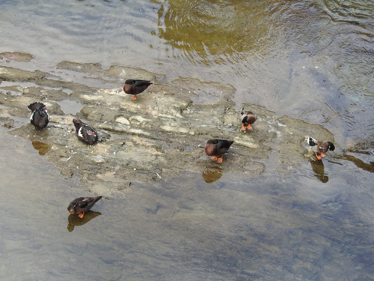 Річкові качки sp. - ML646505970