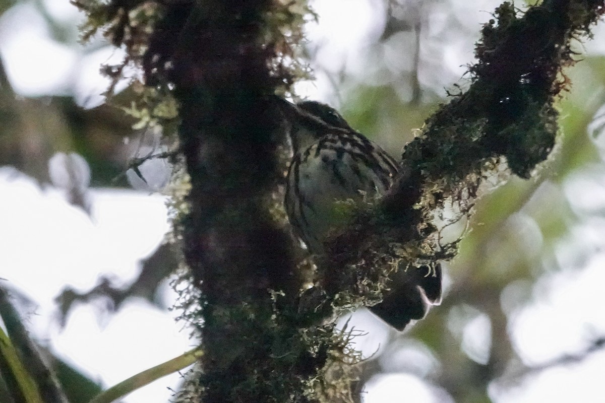 Понгіто бурий - ML646505971