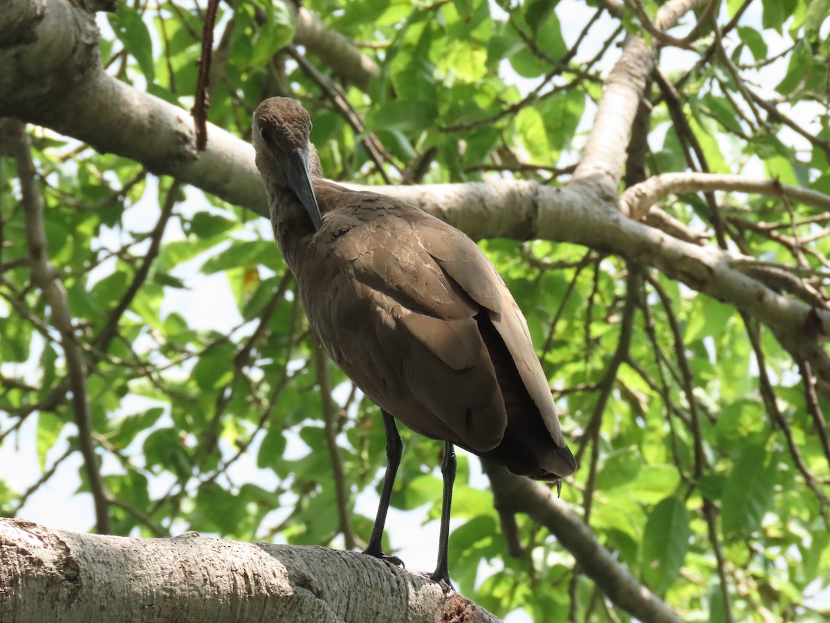 Молотоголов - ML646505972