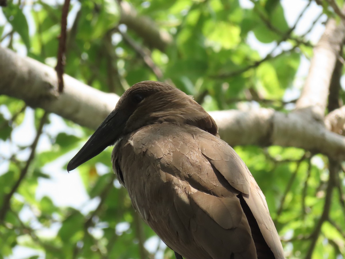 Молотоголов - ML646505973