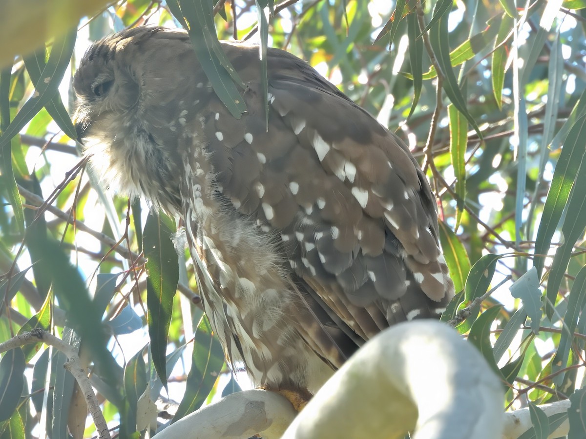 Сова-голконіг плямиста - ML646505974