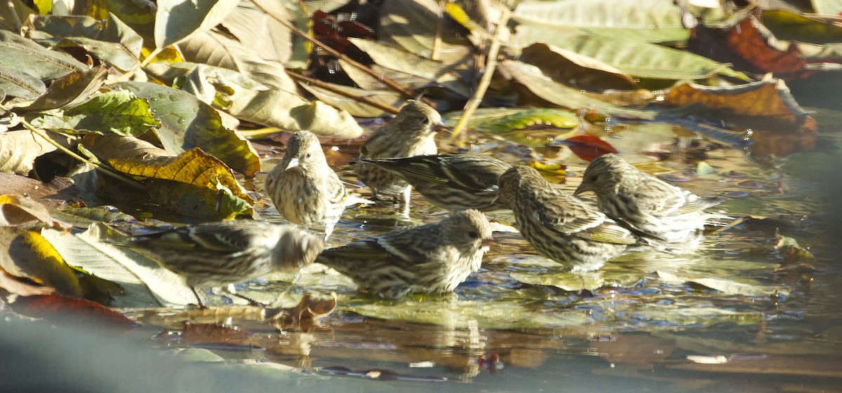 Чиж сосновий - ML646505975