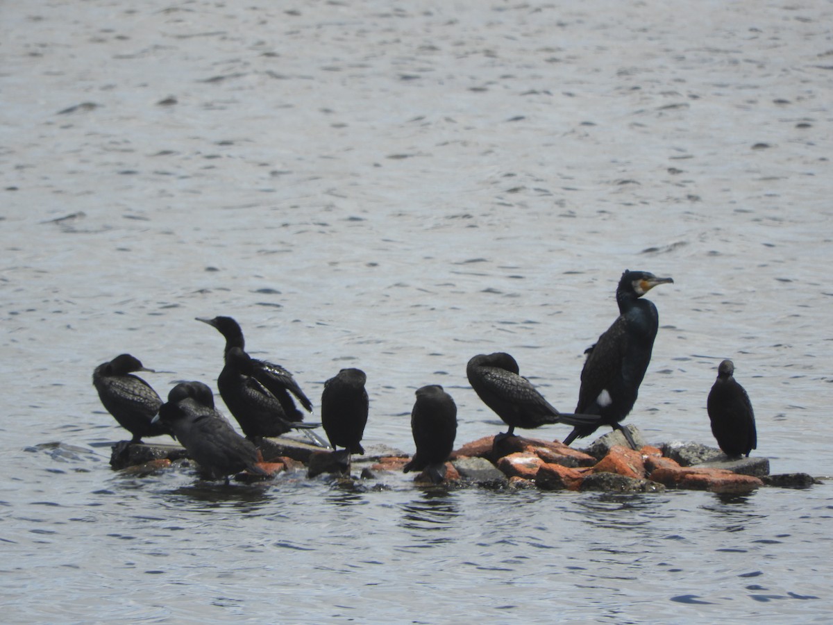 Баклан великий - ML646505976