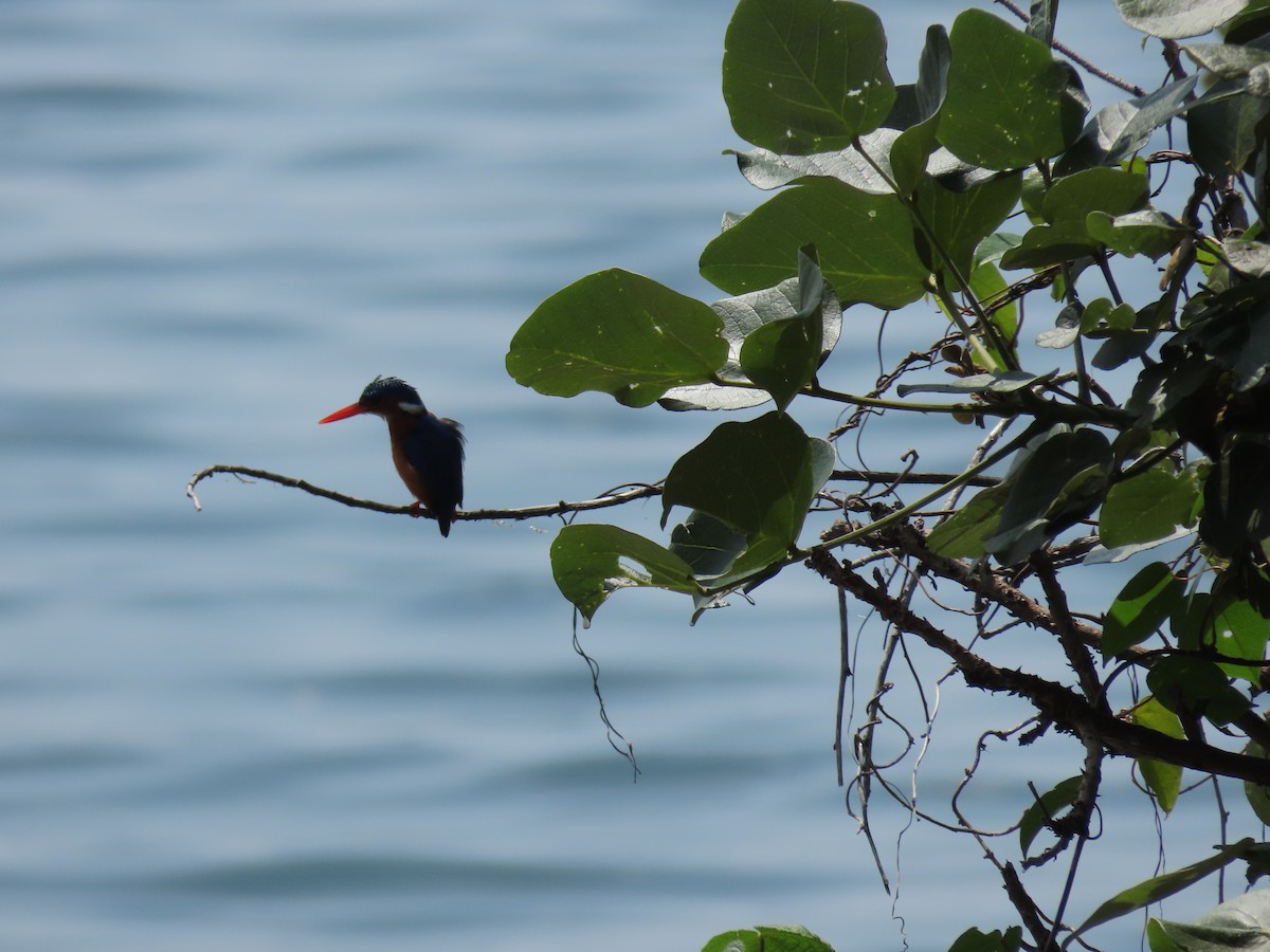 Рибалочка діадемовий - ML646505978