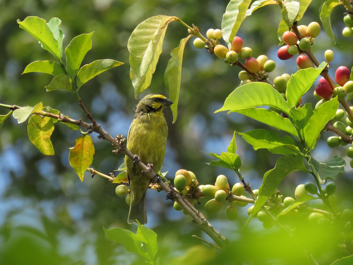 Щедрик жовтолобий - ML646505981