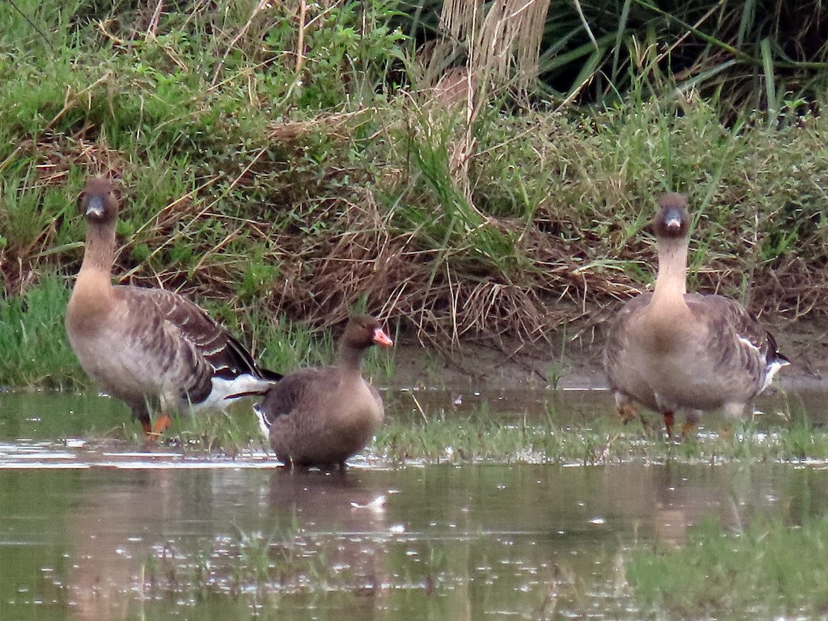 Zwerggans - ML646505982