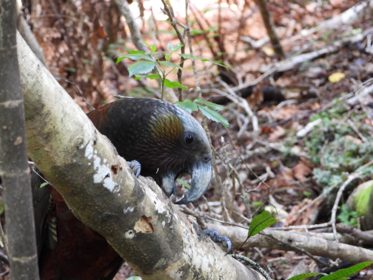 Нестор білоголовий - ML646505983