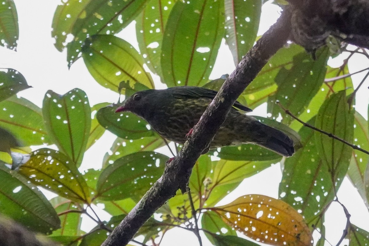 Green-and-black Fruiteater - ML646505985