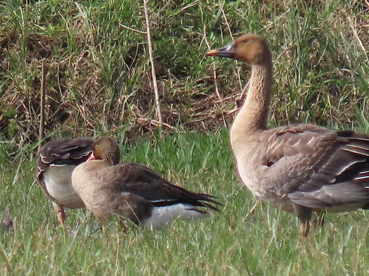 Zwerggans - ML646505987