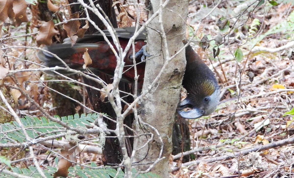 Nestor superbe - ML646505988