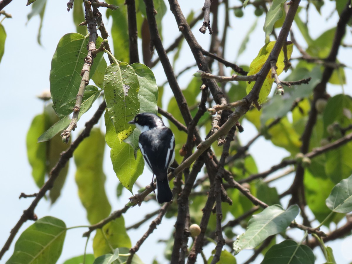 Brown-throated Wattle-eye - ML646505992