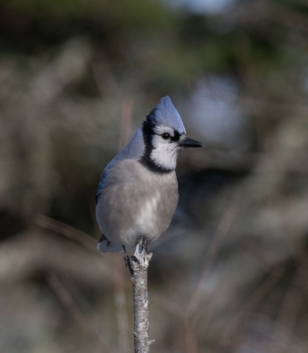 Blue Jay - ML646505994