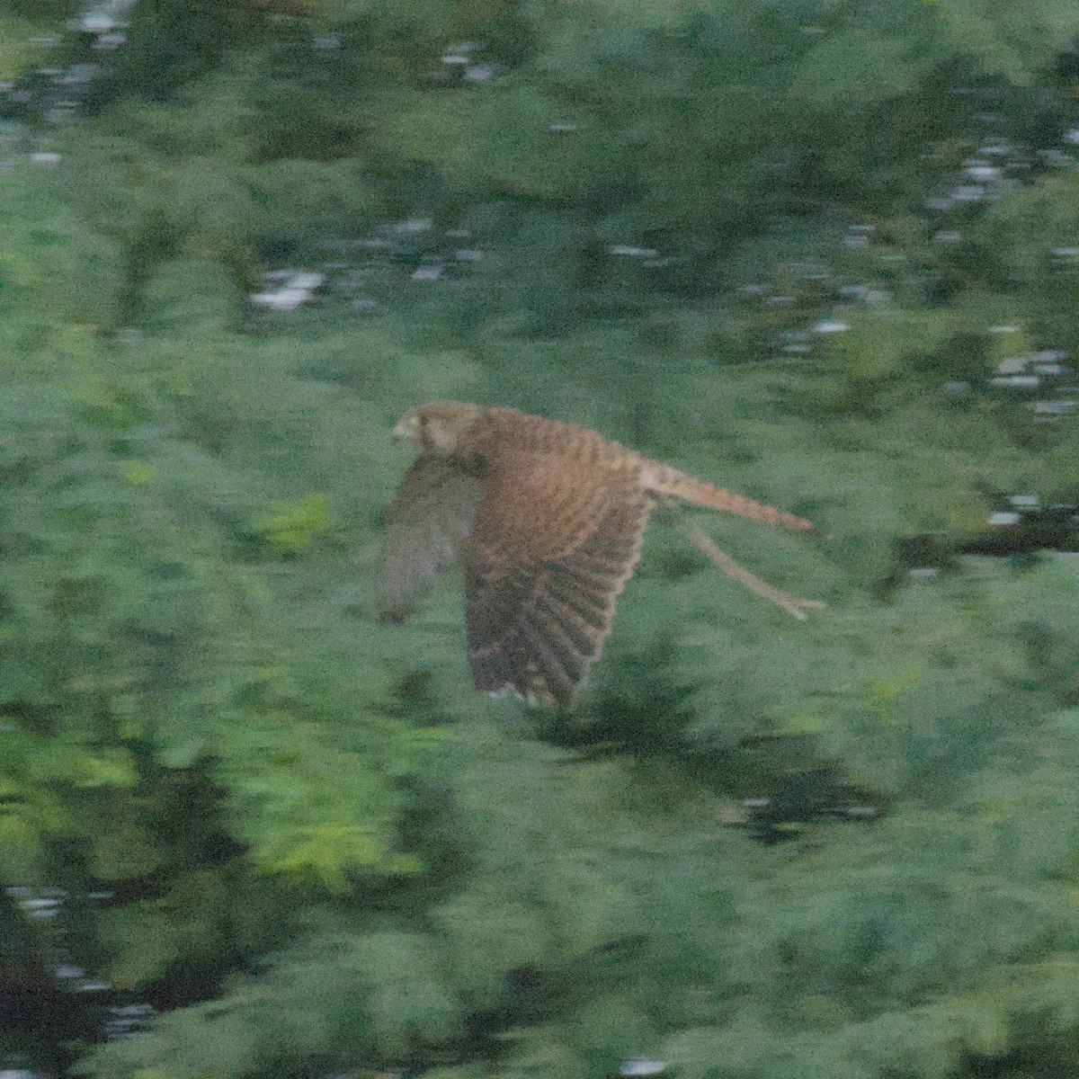 Пустельга - ML646505995