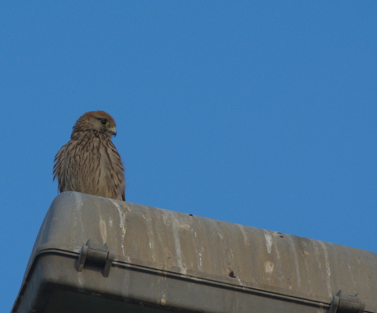 Пустельга - ML646505996