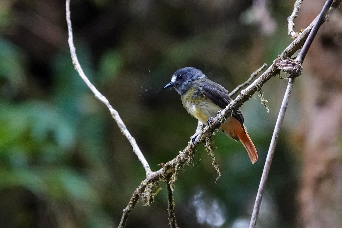 Ornate Flycatcher - ML646505997