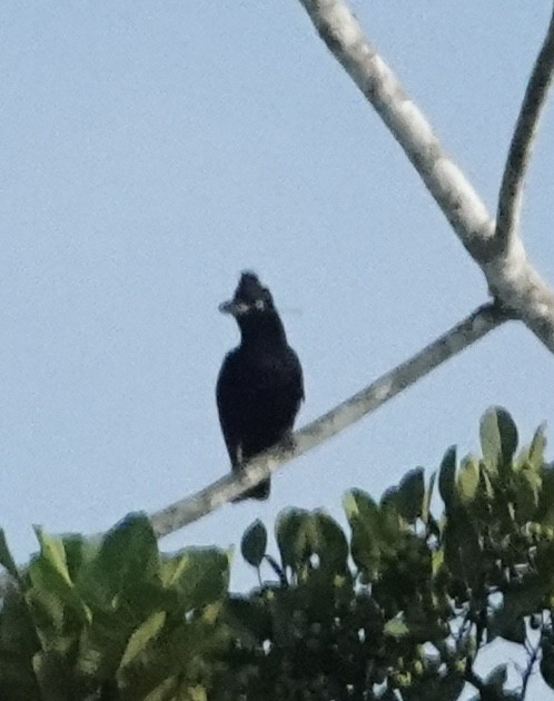 Амазонская зонтичная птица - ML646505998