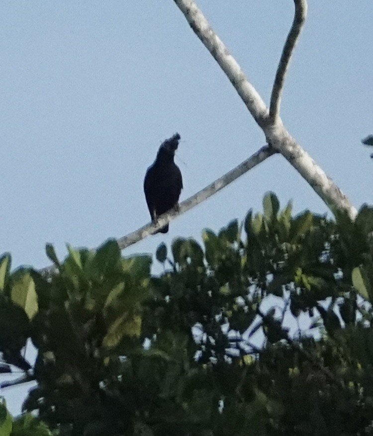 Амазонская зонтичная птица - ML646505999