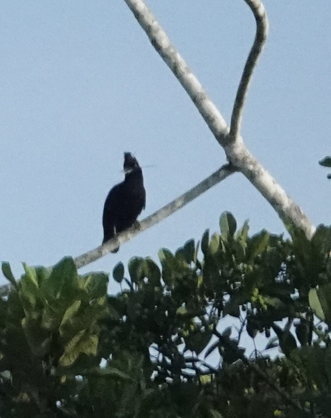 Амазонская зонтичная птица - ML646506000