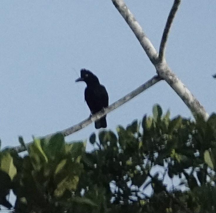 Амазонская зонтичная птица - ML646506001