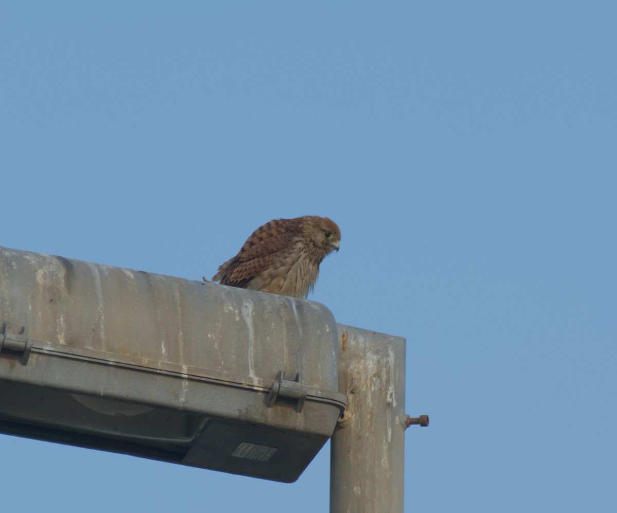 Пустельга - ML646506002