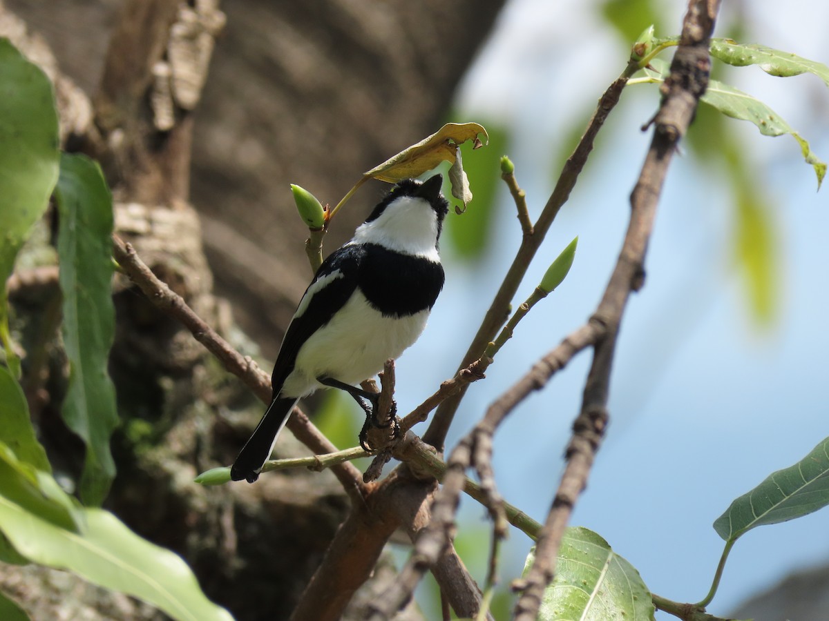 Brown-throated Wattle-eye - ML646506006