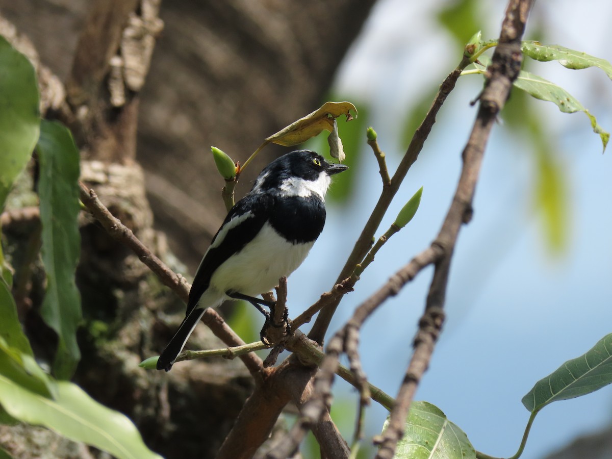 Chinspot Batis - ML646506007