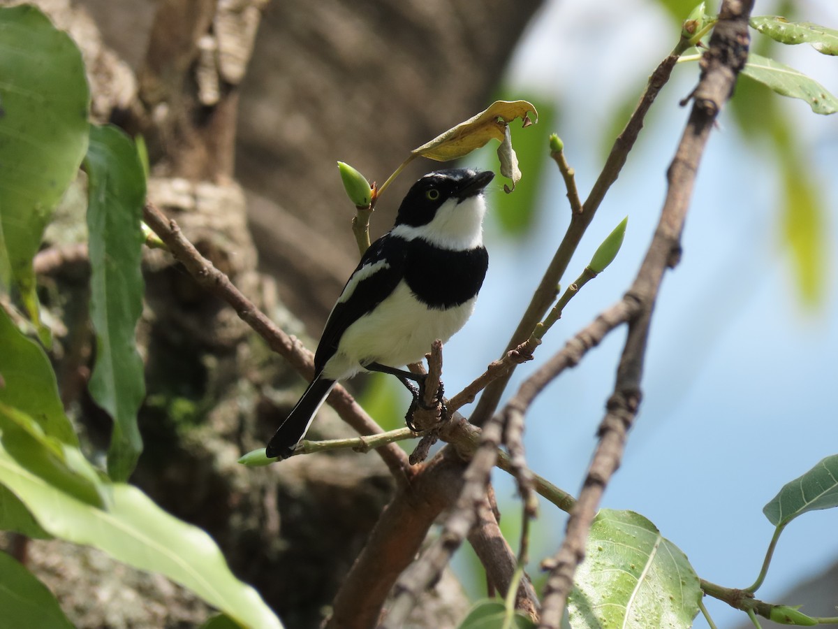 Chinspot Batis - ML646506008