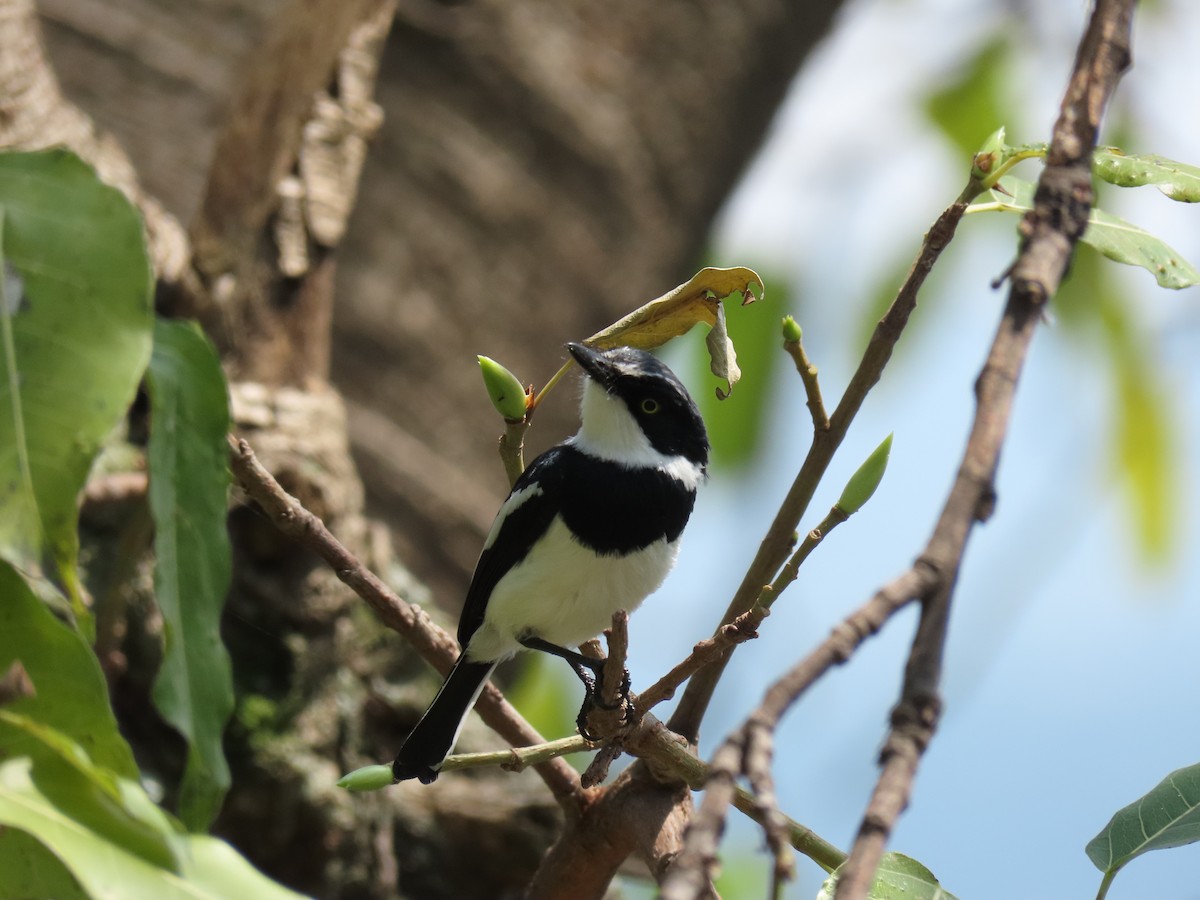 Chinspot Batis - ML646506009