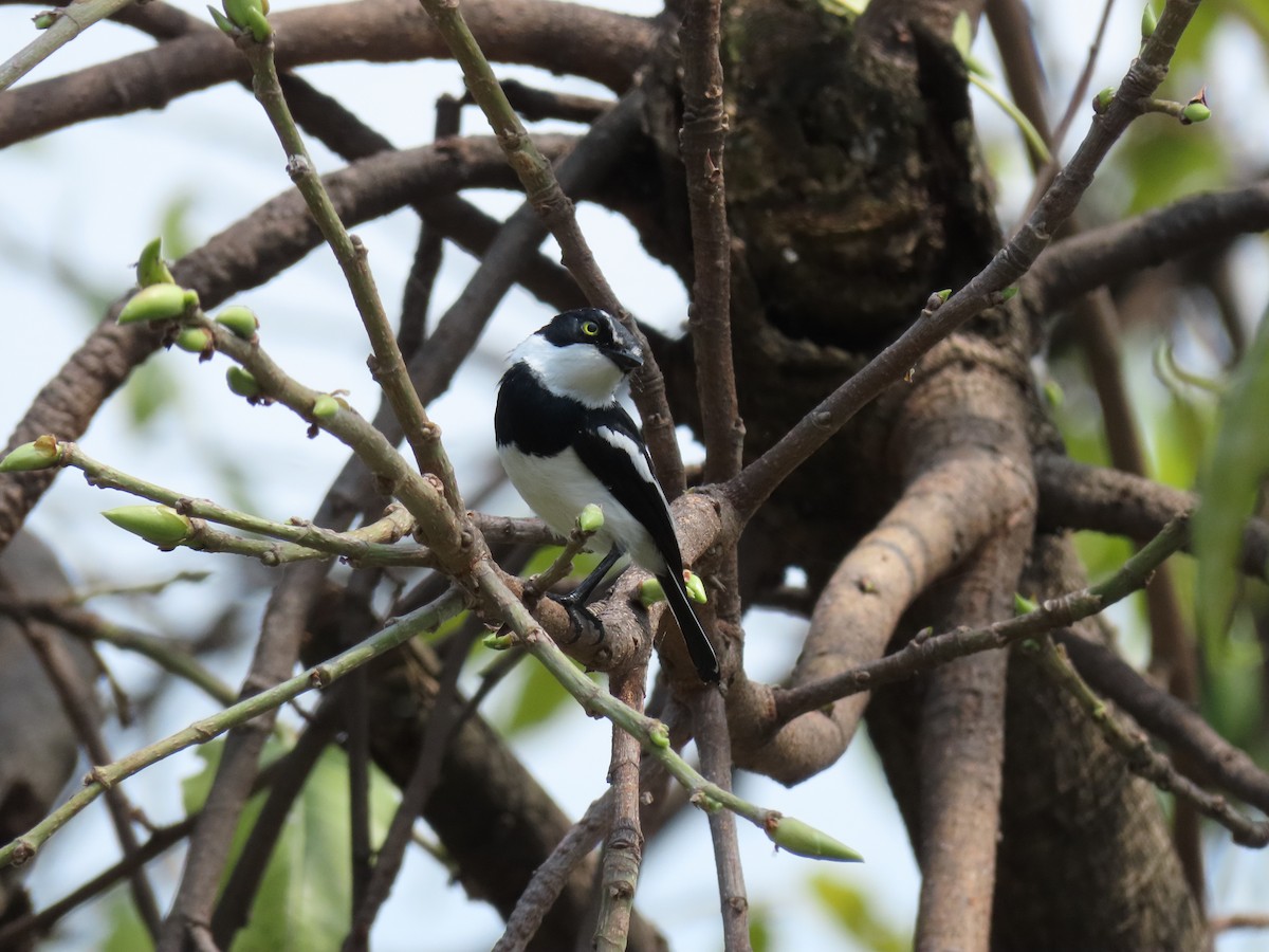 Chinspot Batis - ML646506010