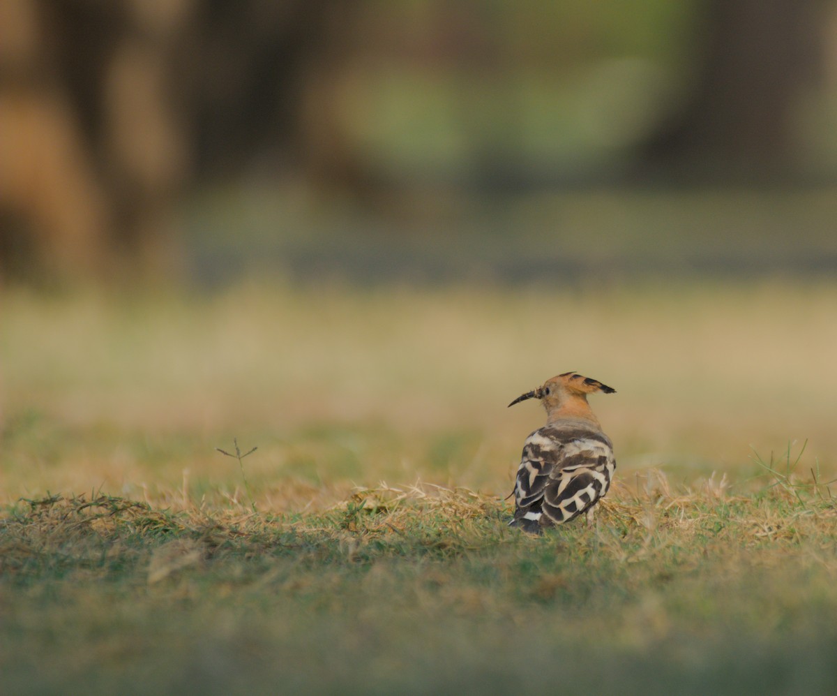 Удод - ML646506012