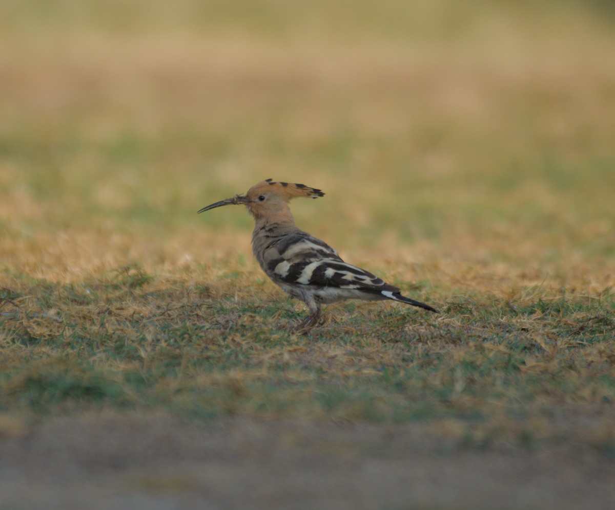 Удод - ML646506015