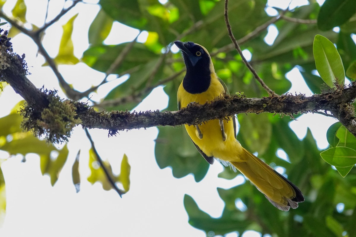 Geai vert (groupe yncas) - ML646506017