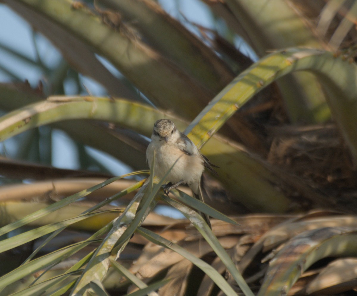 Маскированный сорокопут - ML646506018