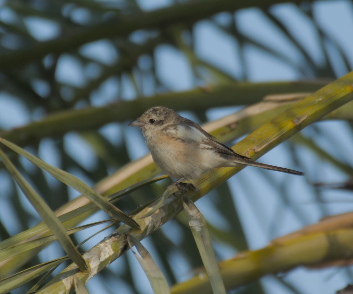 Маскированный сорокопут - ML646506020