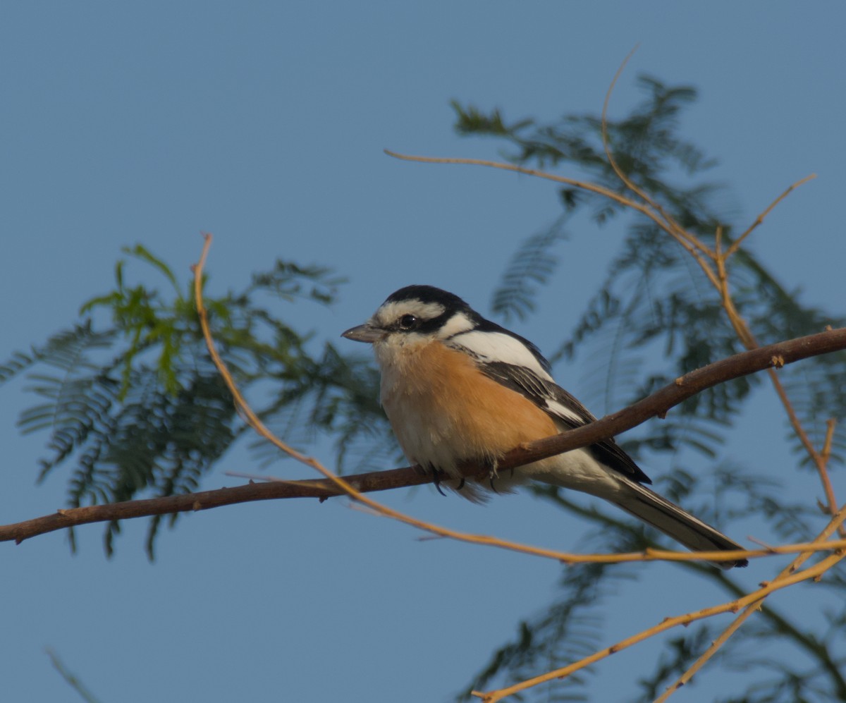 Маскированный сорокопут - ML646506021