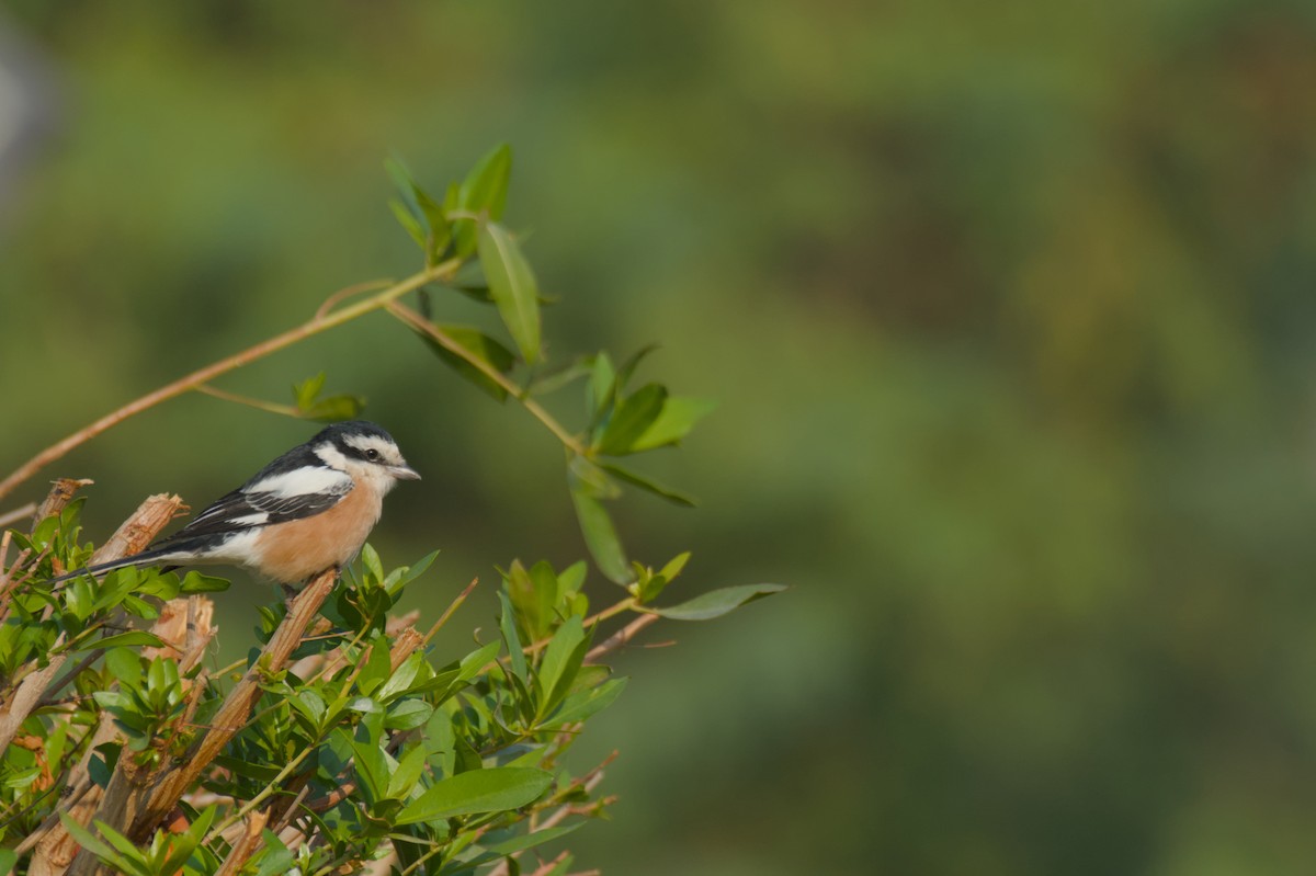 Маскированный сорокопут - ML646506022