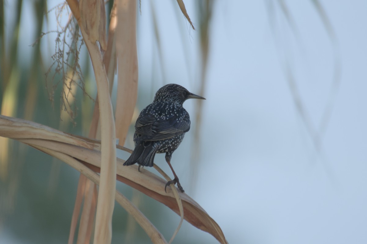 Обыкновенный скворец - ML646506025