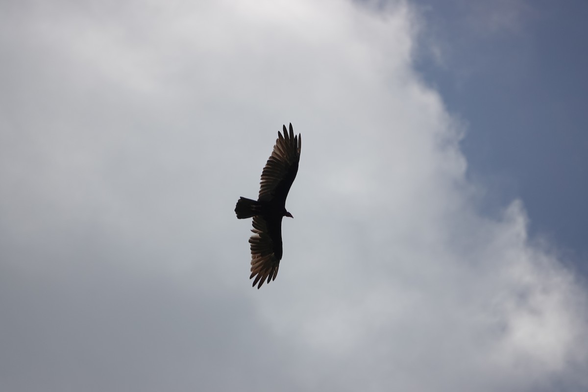 Большая желтоголовая катарта - ML646506027