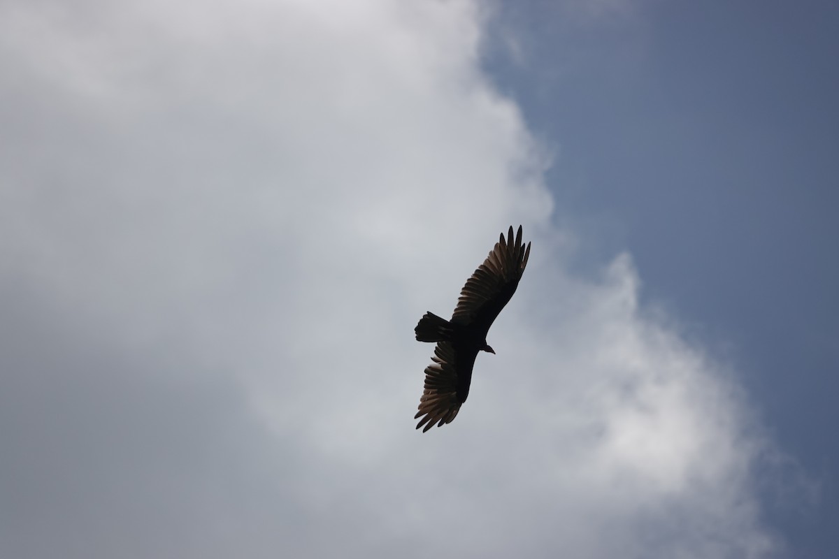 Большая желтоголовая катарта - ML646506028