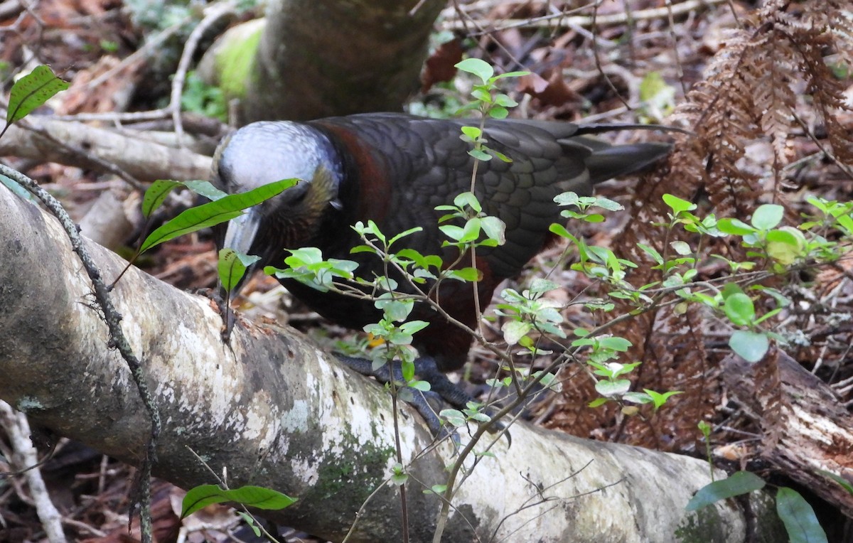 Nestor superbe - ML646506032