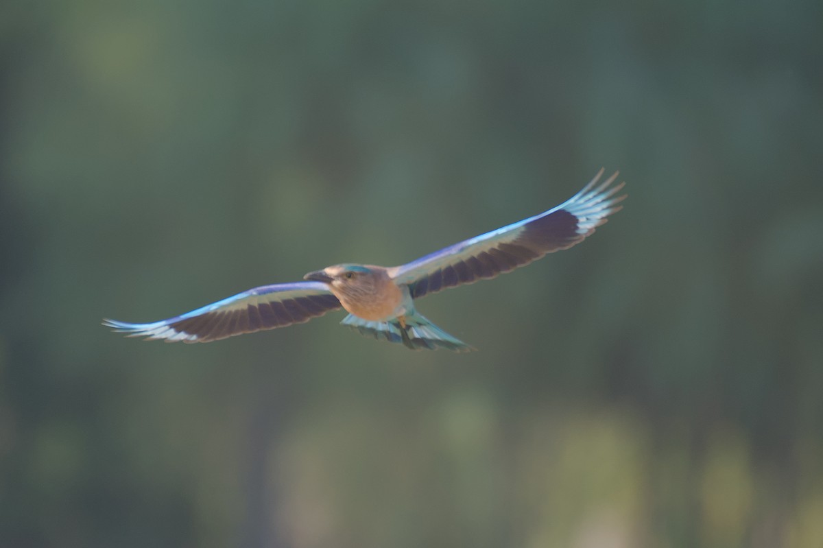 Indian Roller - ML646506033